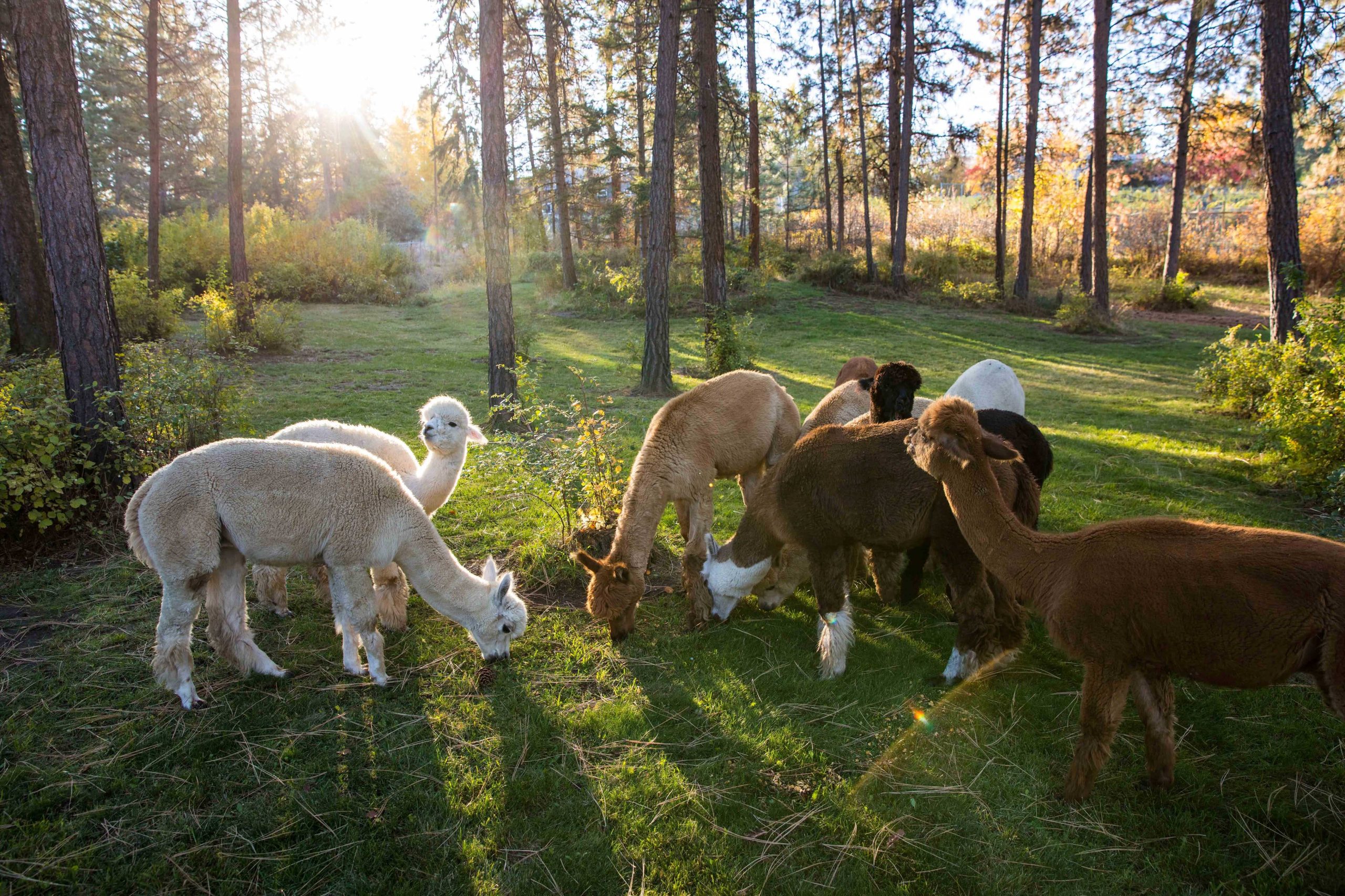 re alpacas
